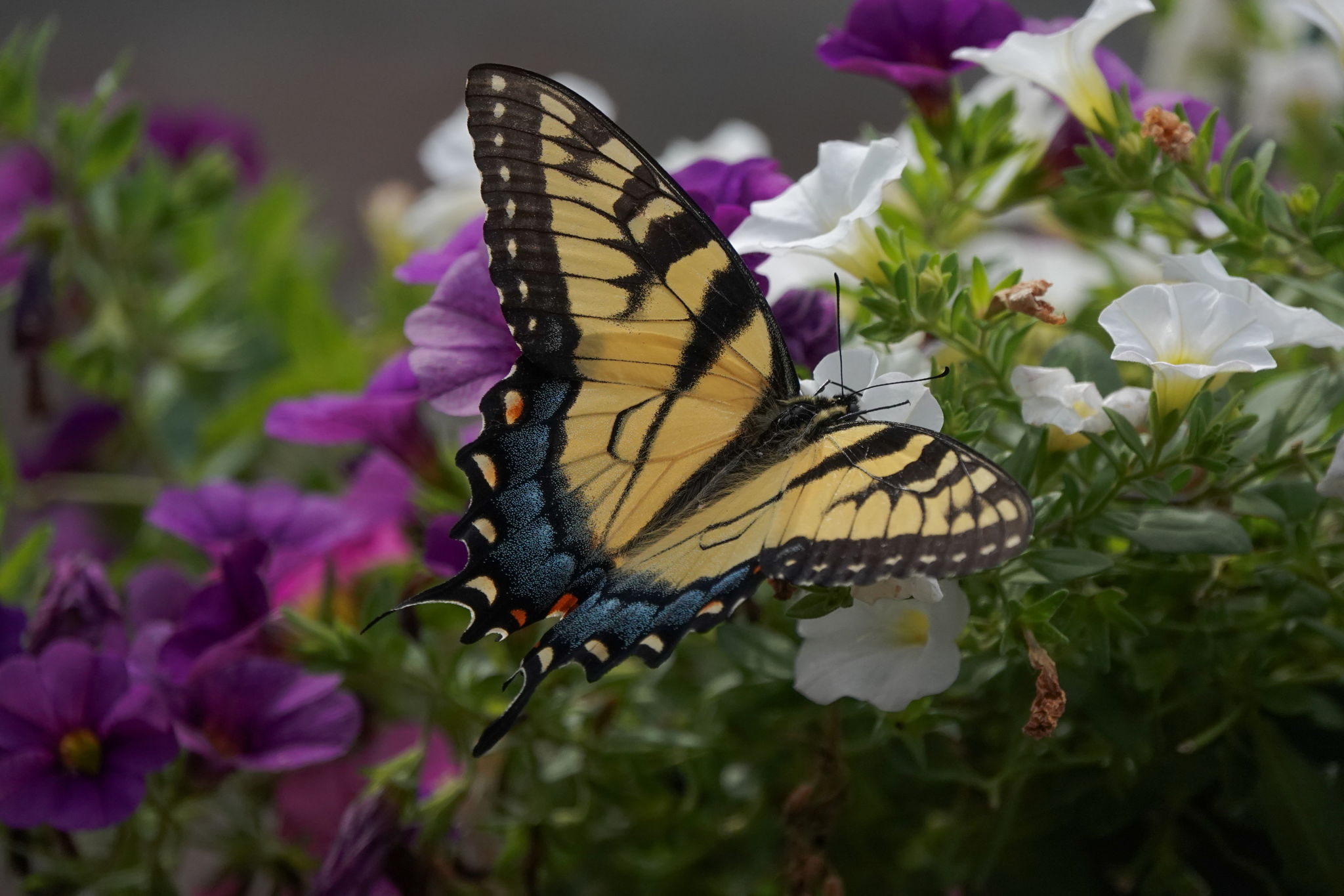 Wildlife Portfolio