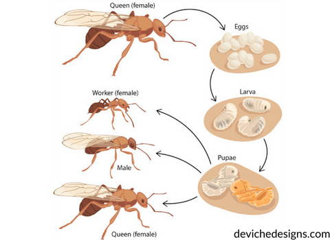 ants_life_cycle