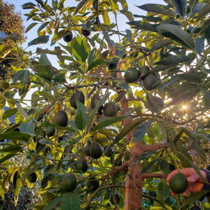 Avocado Tree for our Front Yard
