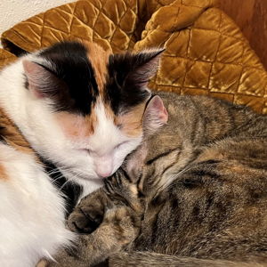 Kitties!