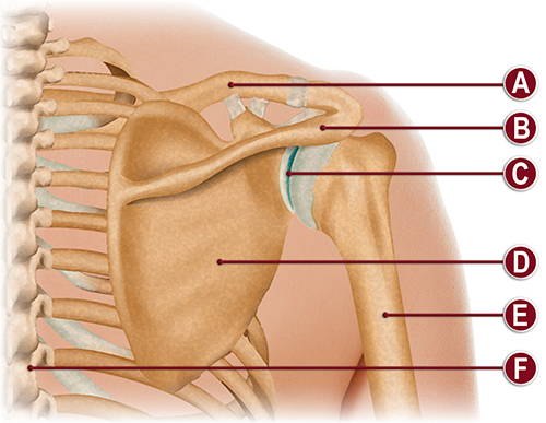 POSTERIOR OF THE RIGHT SHOULDER ANATOMY ILLUSTRATION