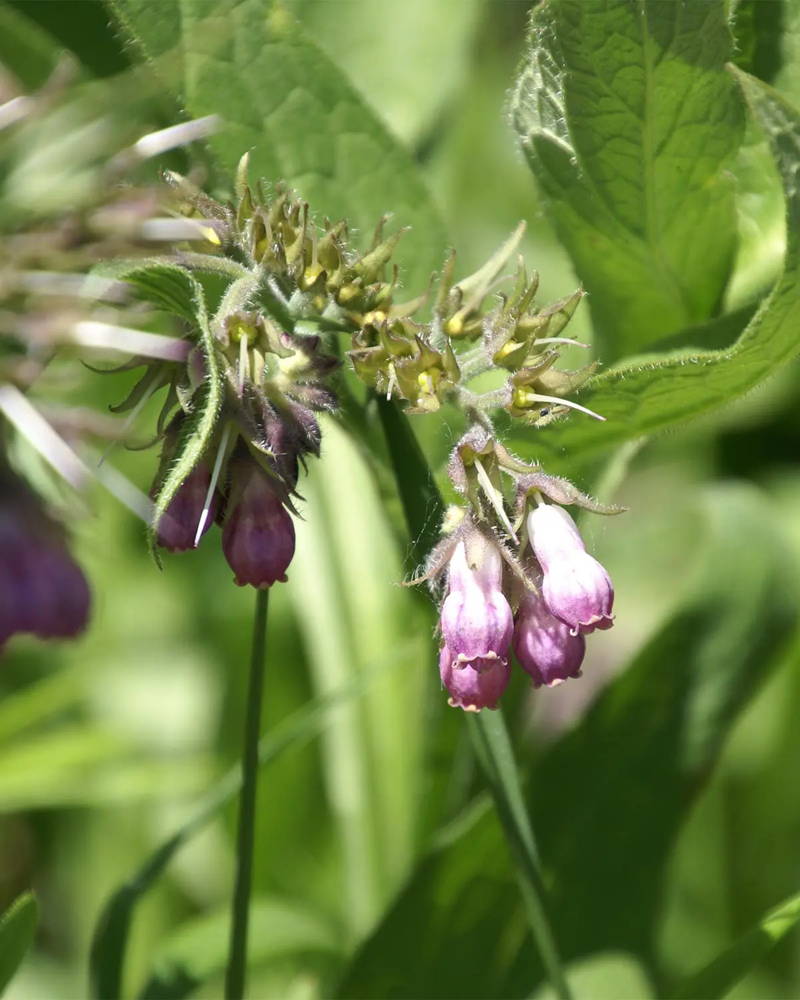 Allantoin