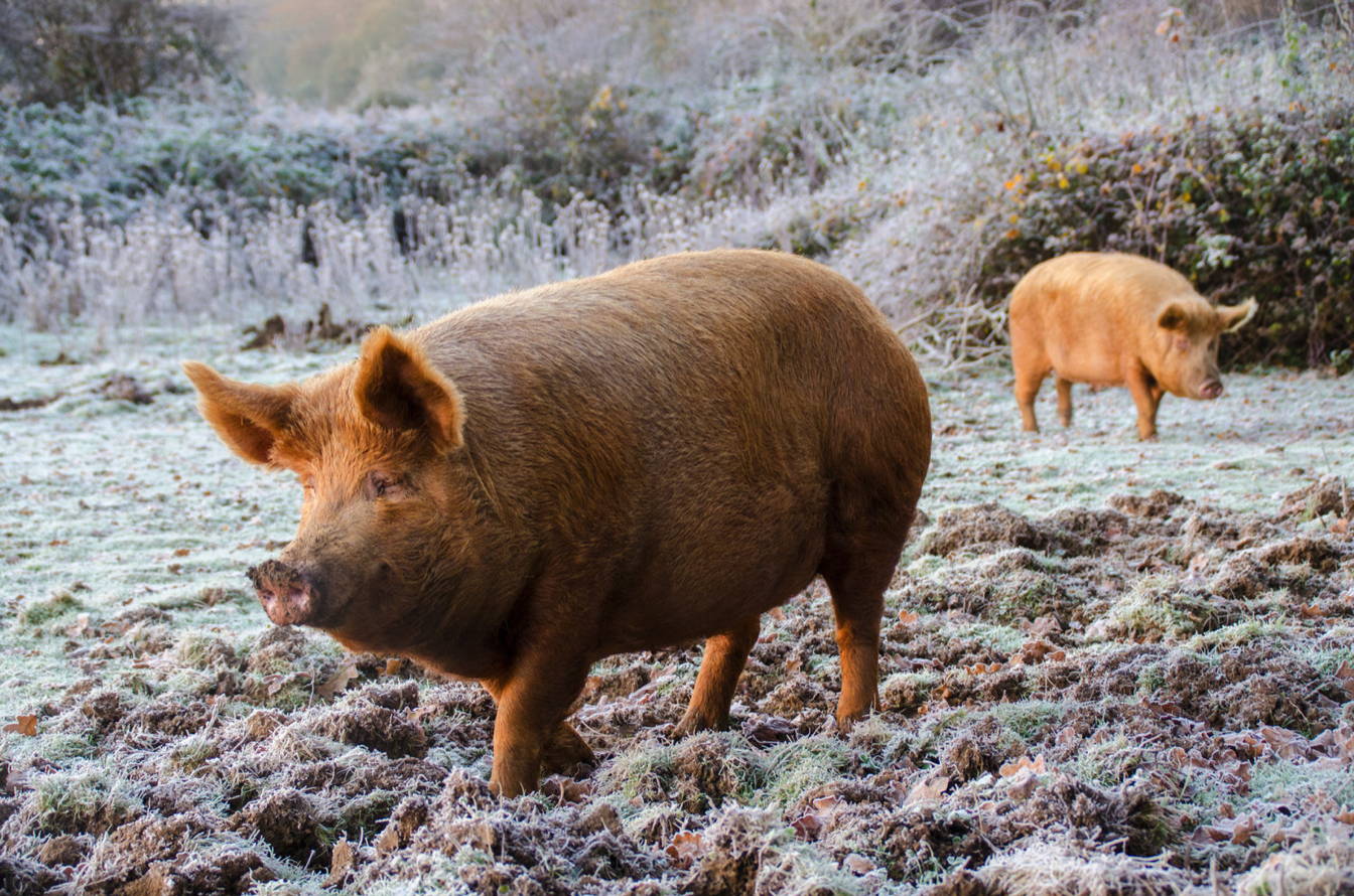 Tamworth Pigs