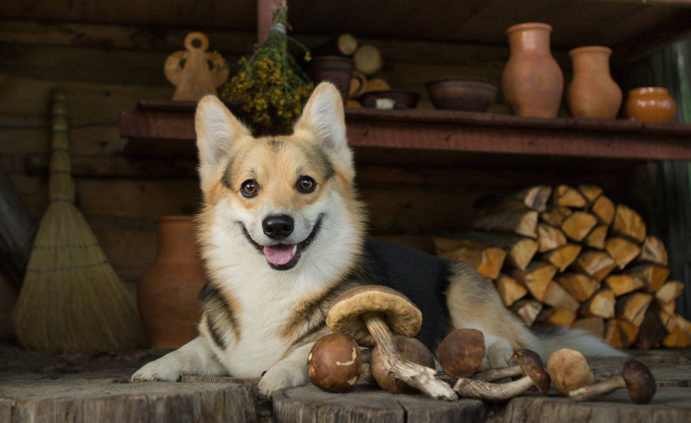 Corgi dog sitting beside a pile of edible mushrooms