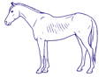 Drawing Horse Body Condition Score 3