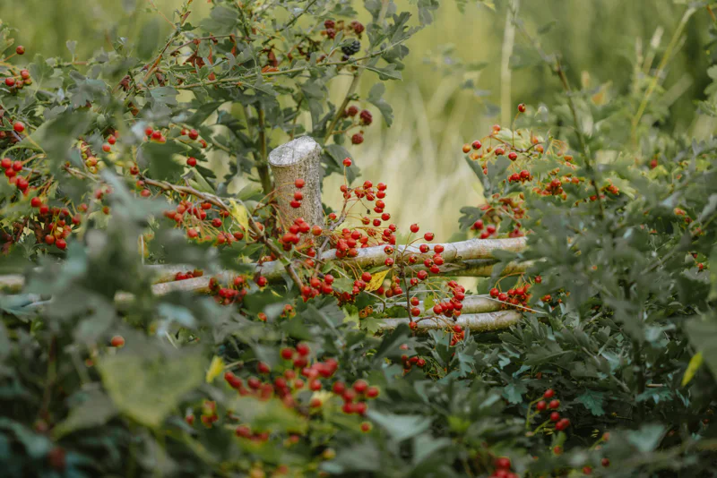 red hawthorn berries along a fence
