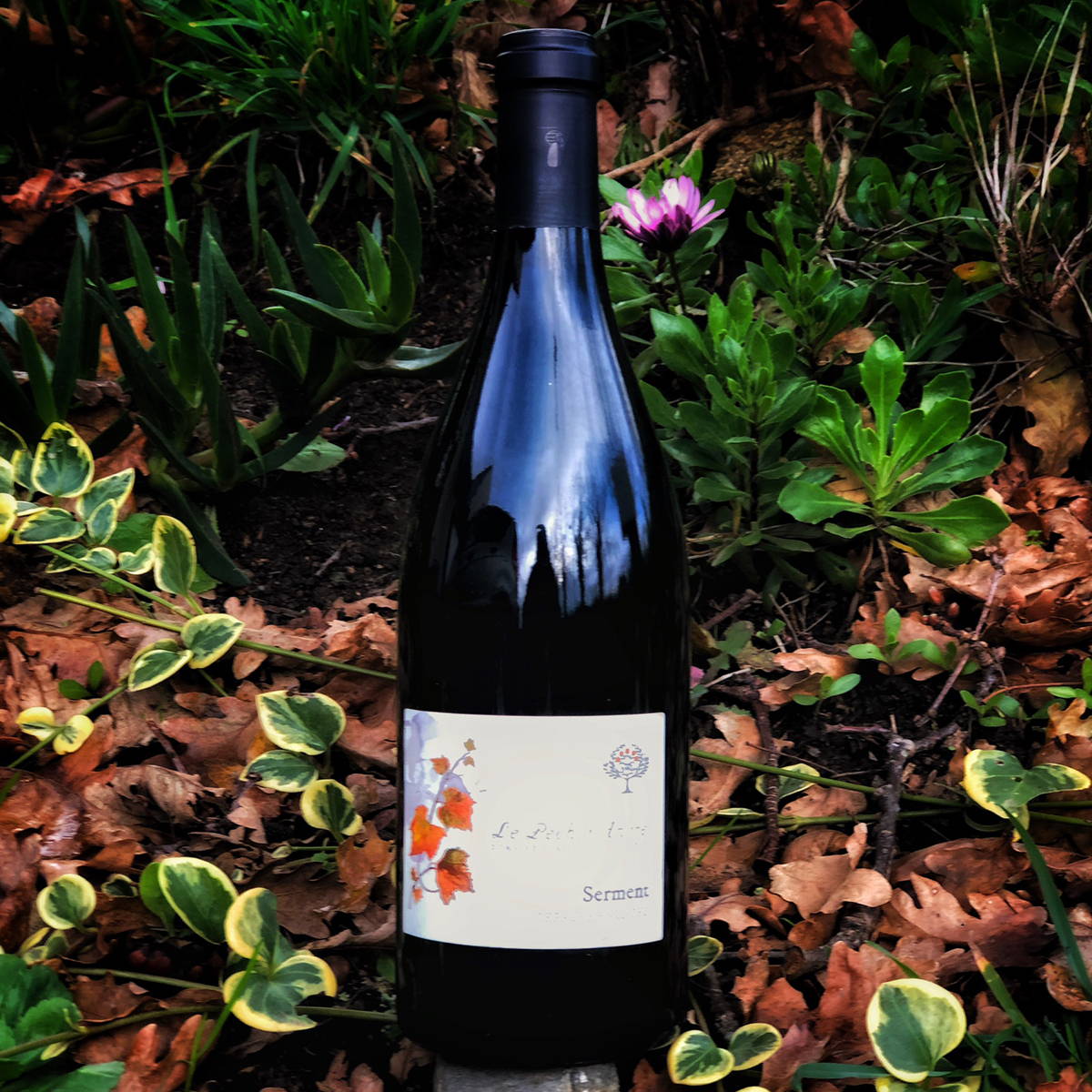 Philippe Lelong, Minervois, Le Pech André, France, vin nature, rawwine, organic wine, vin bio, vin sans intrants, bistro brute, vin rouge, vin blanc, rouge, blanc, nature, vin propre, vigneron, vigneron indépendant, domaine bio, biodynamie, vigneron nature, cave vin naturel, cave vin, caviste, vin biodynamique, bistro brute, Quimper, Finistère, indigène, picpoul noir