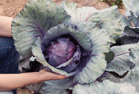 A Love Letter to the Brassica Family 