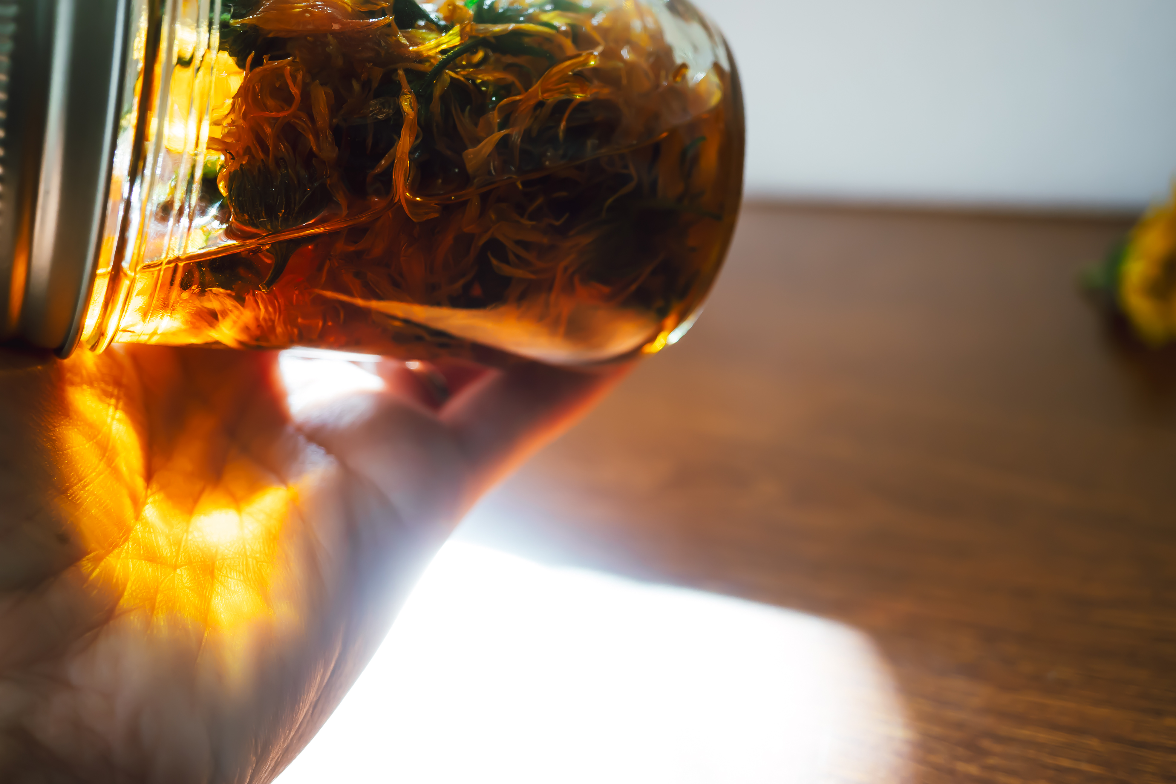 Calendula oil infusing 