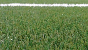 nbg rasen nahaufname fifa