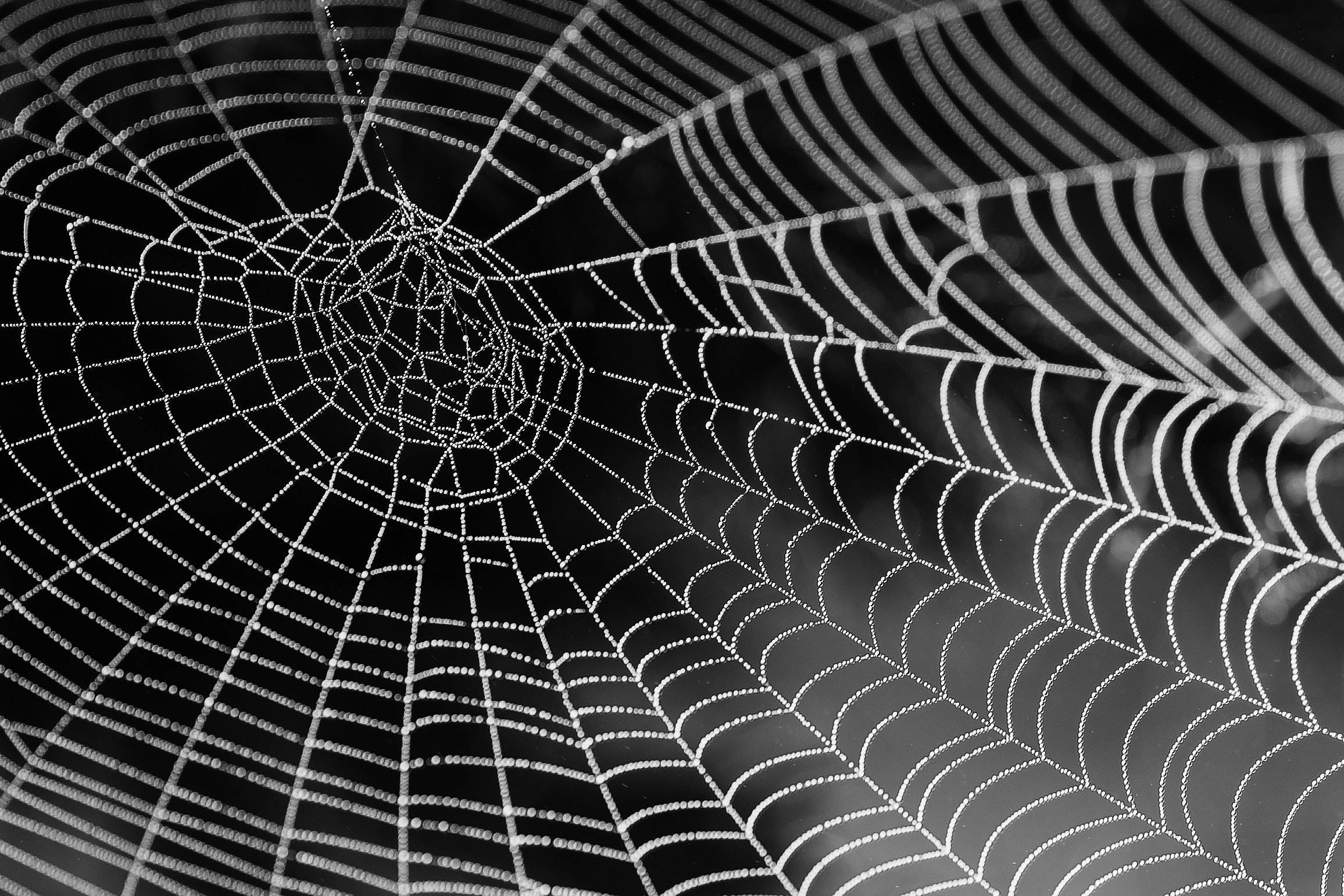 Learn about Spintex and how spiders' silk is revolutionizing the sustainable fashion industry.