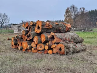 Drewno z wycinki złożone w km 3+800