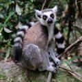 lemur perched on a rock, holding a tree branch