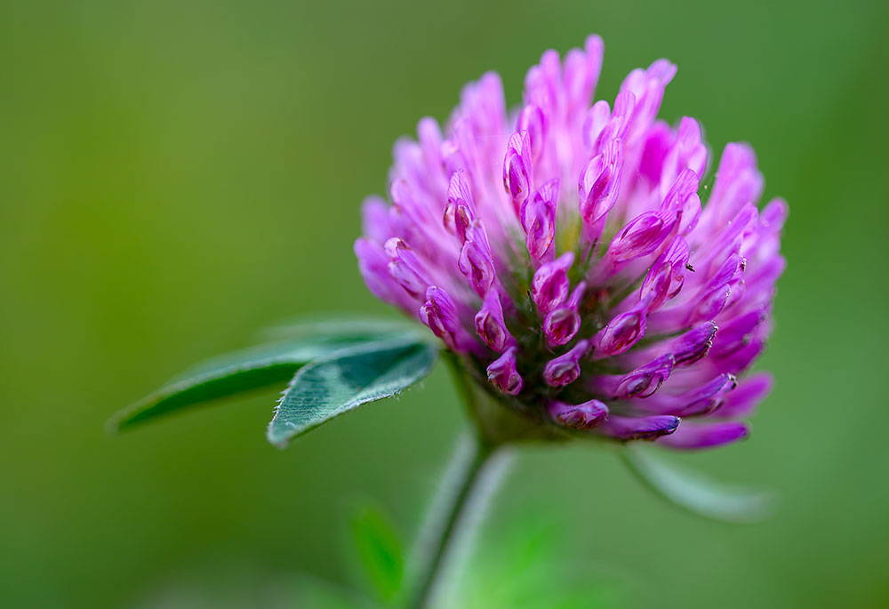 Red Clover - Menopause Natural Relief Product
