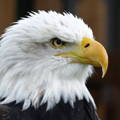 closeup of bald eagle head