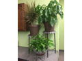 3 Very Nice Live Plants and Stands from Watertown Flowers