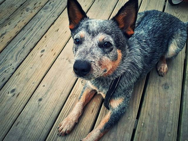 chihuahua blue heeler mix