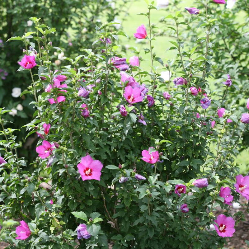 Wall of pink hibiscus flowers