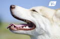 Beagle dog shaking his head in the middle of a grassy field