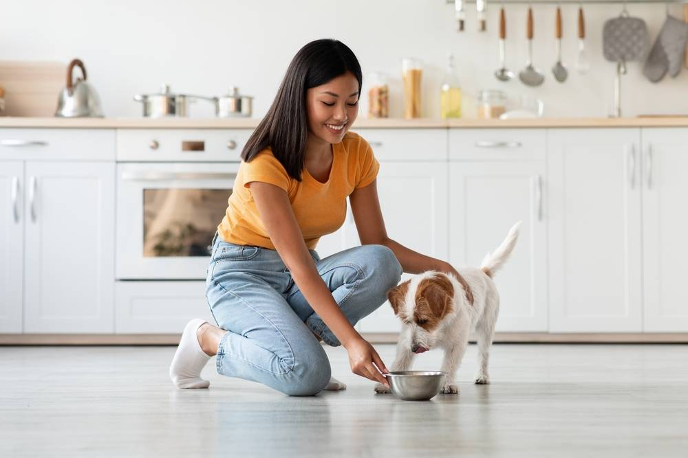 Person feeding a dog in the kitchen