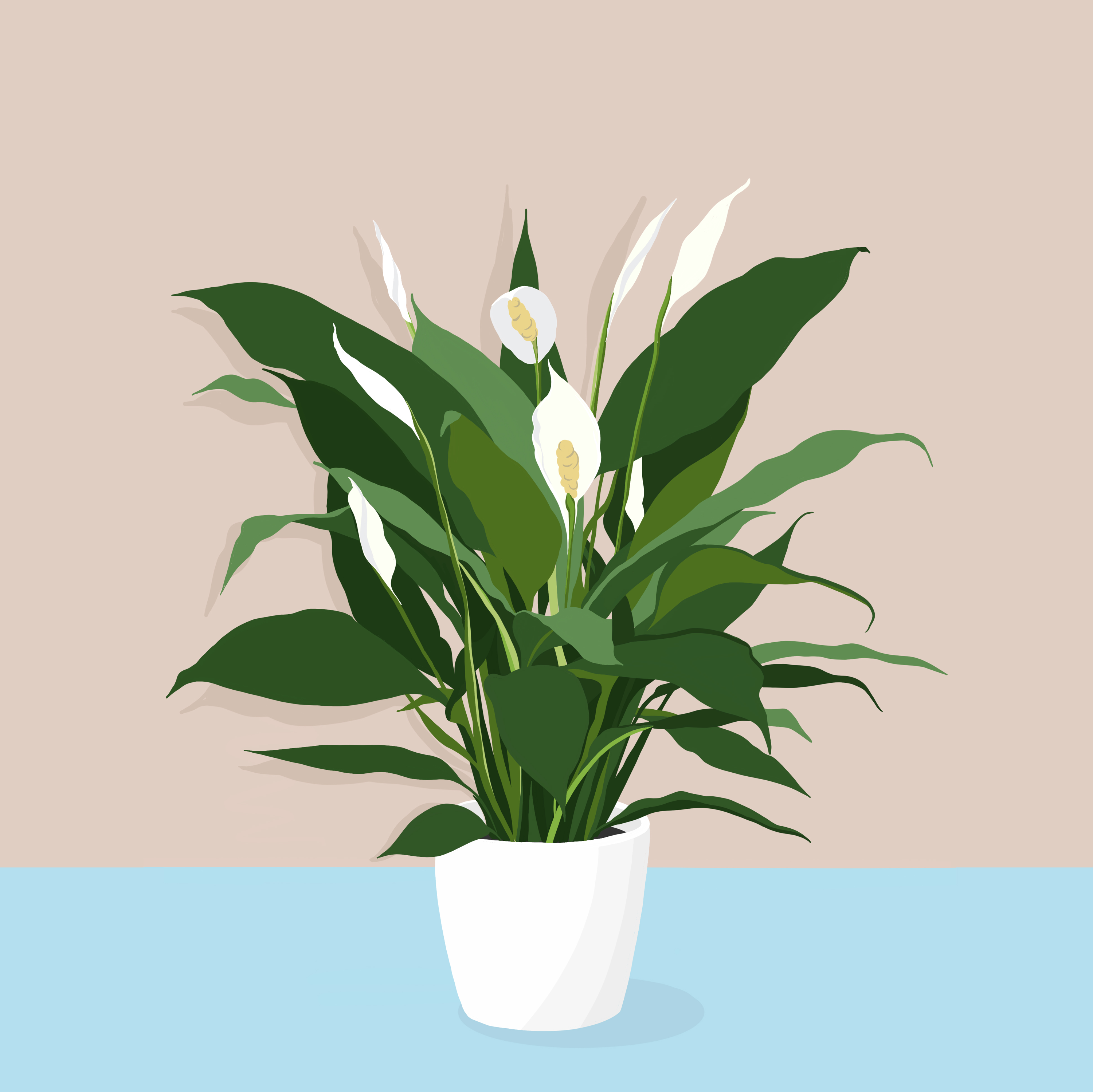 Drawing of Peace Lily