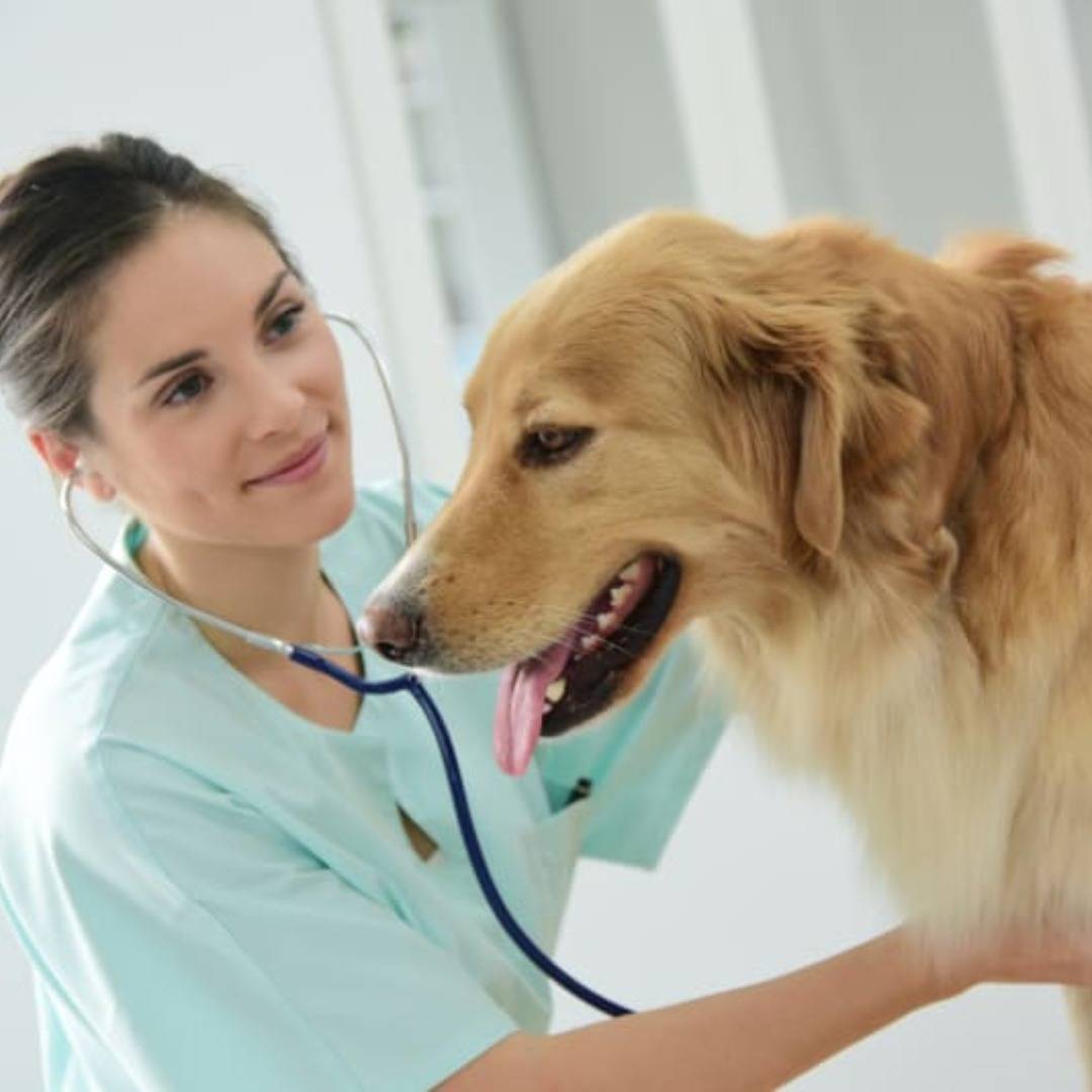 Pet Expertise Logo