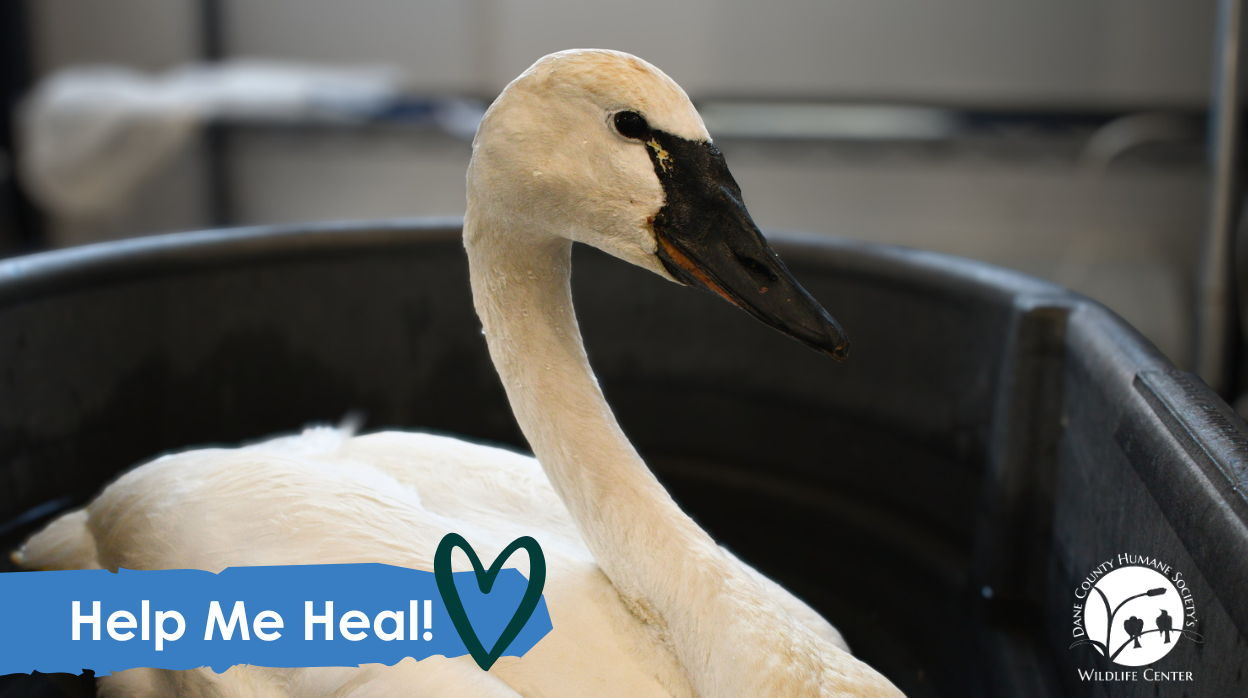 YOU Can Help a Poisoned Swan Heal!