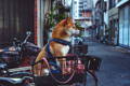 Comment transporter son chien en vélo électrique ?