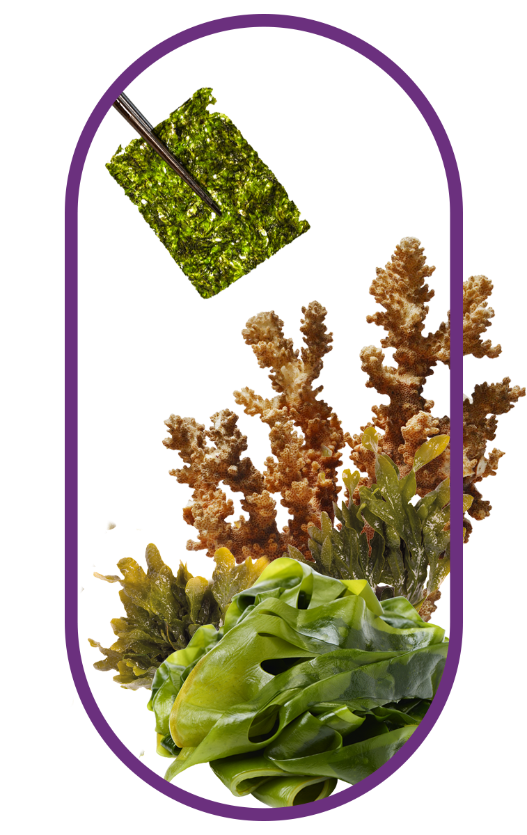 Panax Ginseng, a key ingredient in the best tongkat ali singapore