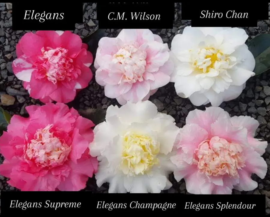 Great Pine Nursery - Image 6