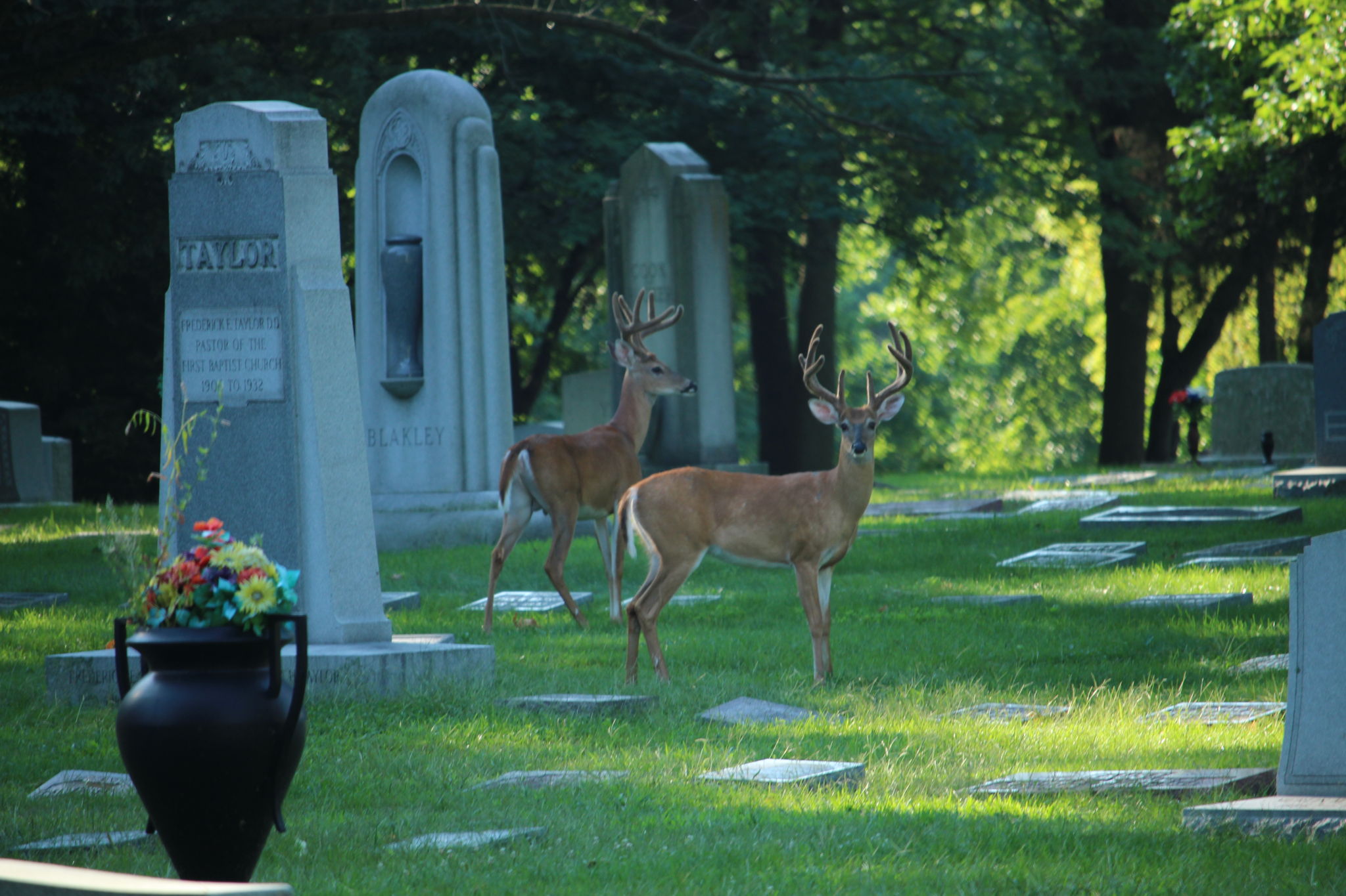 Wild Deer, Crown Hill Cemetery
