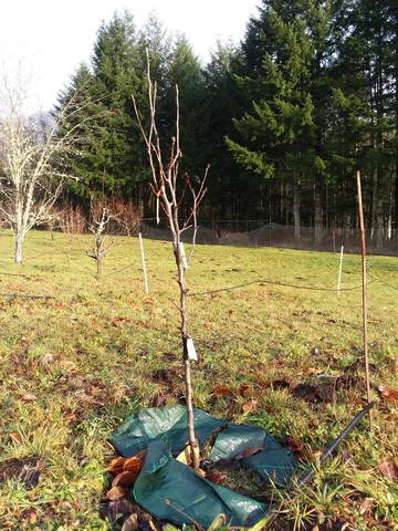 Importance of mulch in orchards