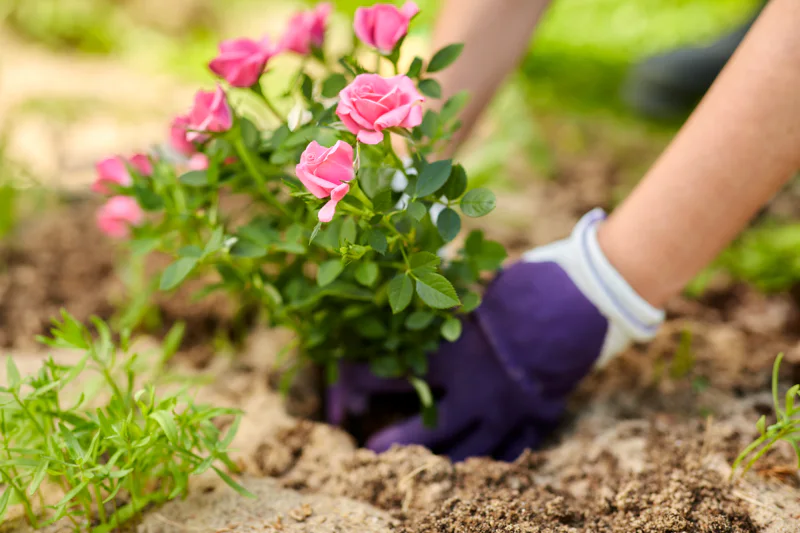 Pink roses being planted in the garden