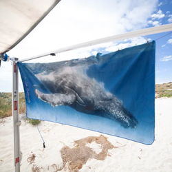Humpback Whale - Beach Towel