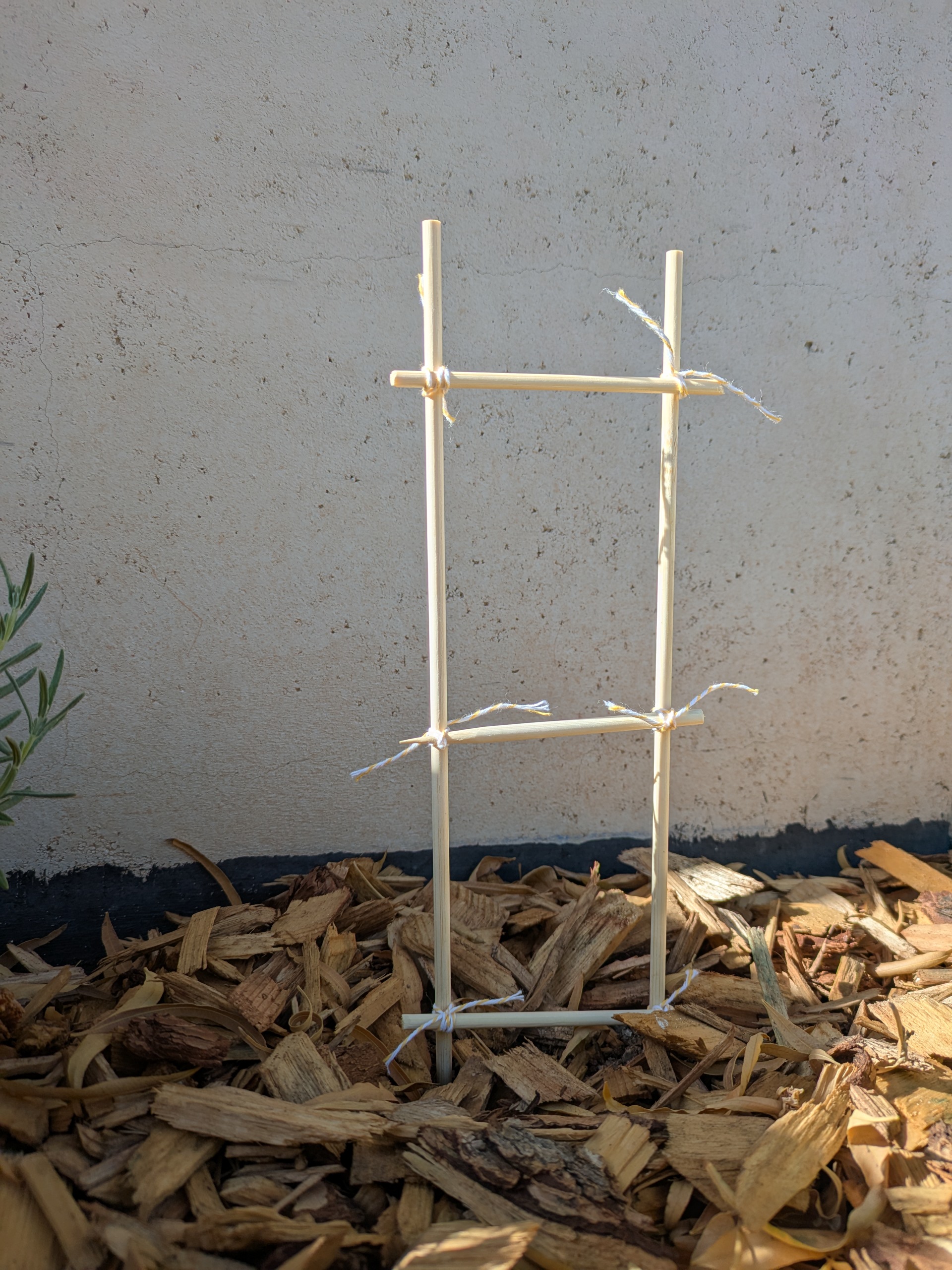 A miniature ladder trellis. Full-size versions are excellent for a variety of plants, and can be staked upright or leaned back.