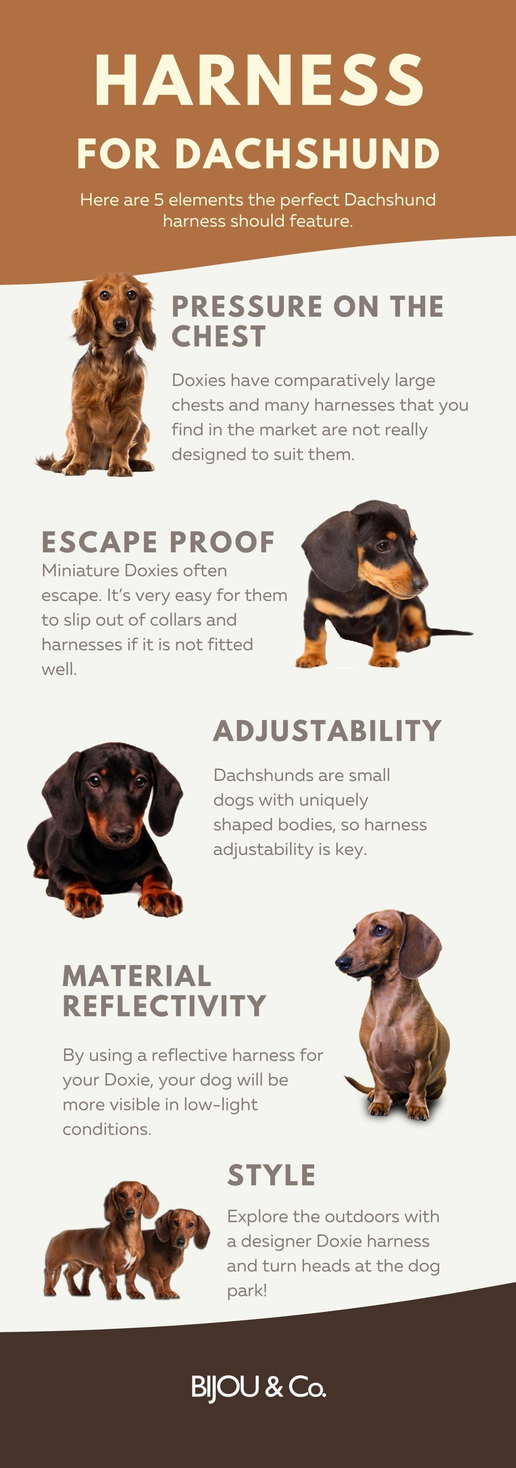best harness for dachshund dogs