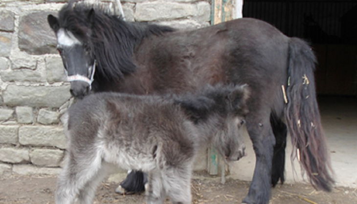 die reitzwerge pferd mit pfohlen