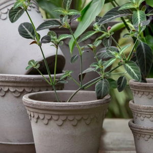 Bergs Copenhagen Terracotta Pot + Saucer Set