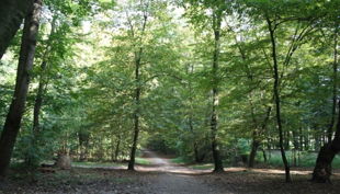 geocaching im kölner stadtwald waldwege