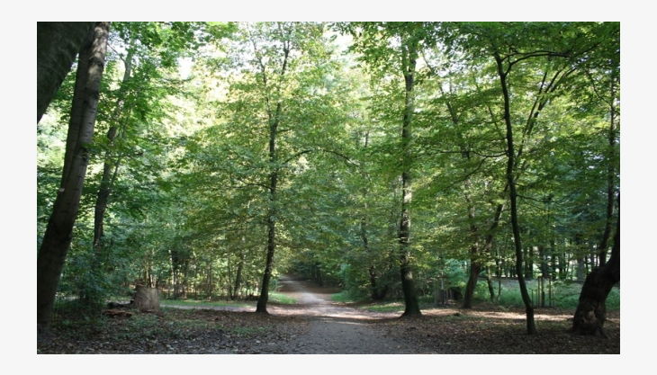 geocaching im kölner stadtwald waldwege
