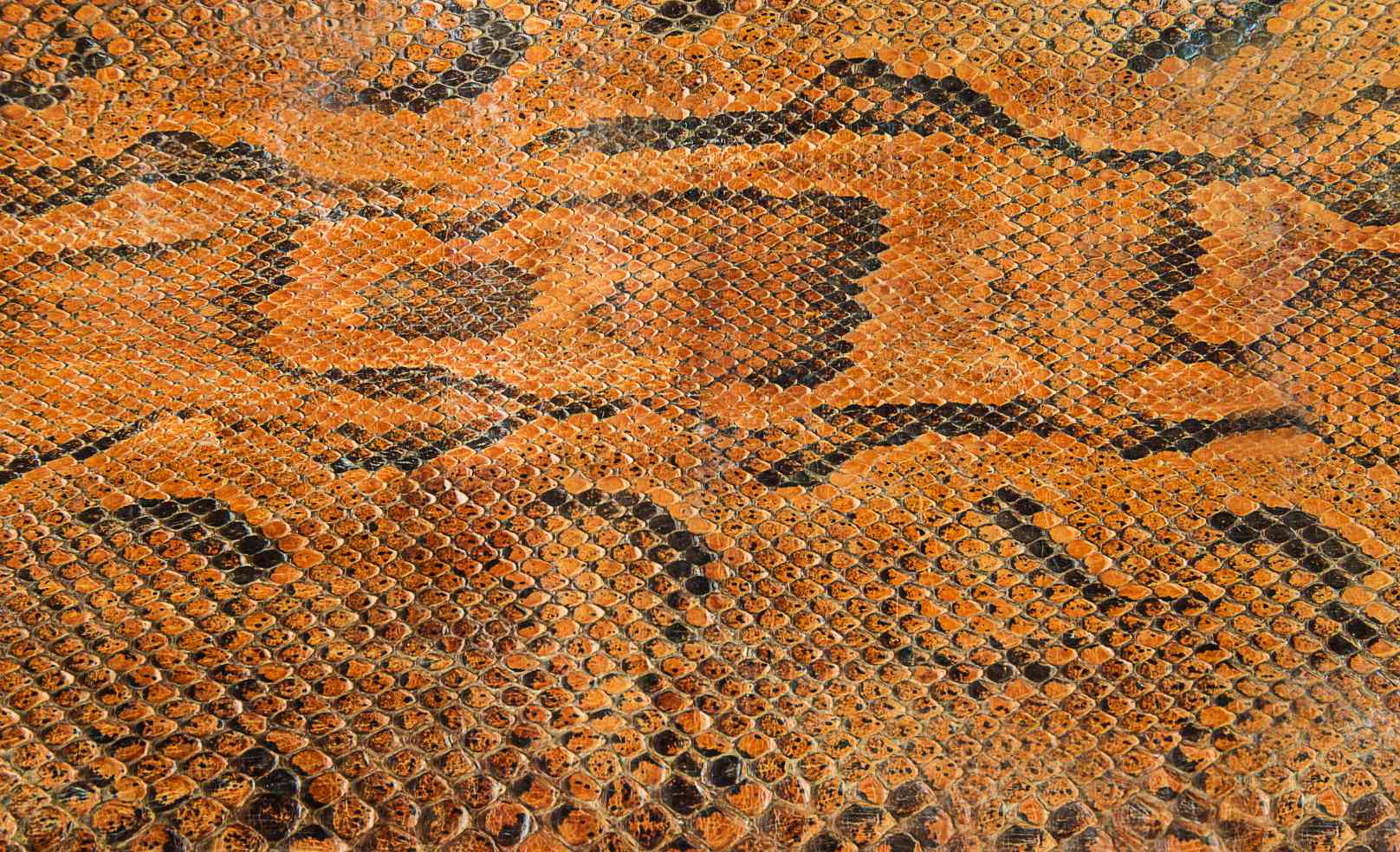 Cuir de python