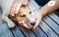 Jack Russell Terrier dog with their head being gently held in a pair of hands