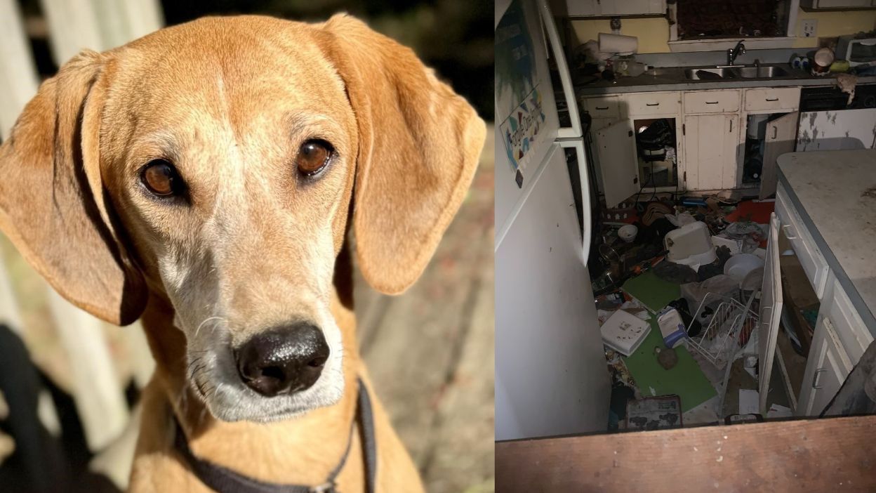 Justice for Neglected Animals: Help Us Heal and Protect