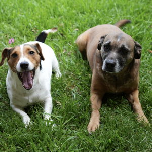 Puppy Love!