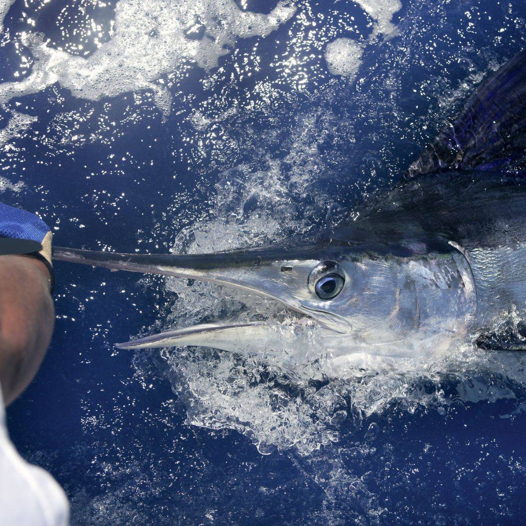 marlin trolling