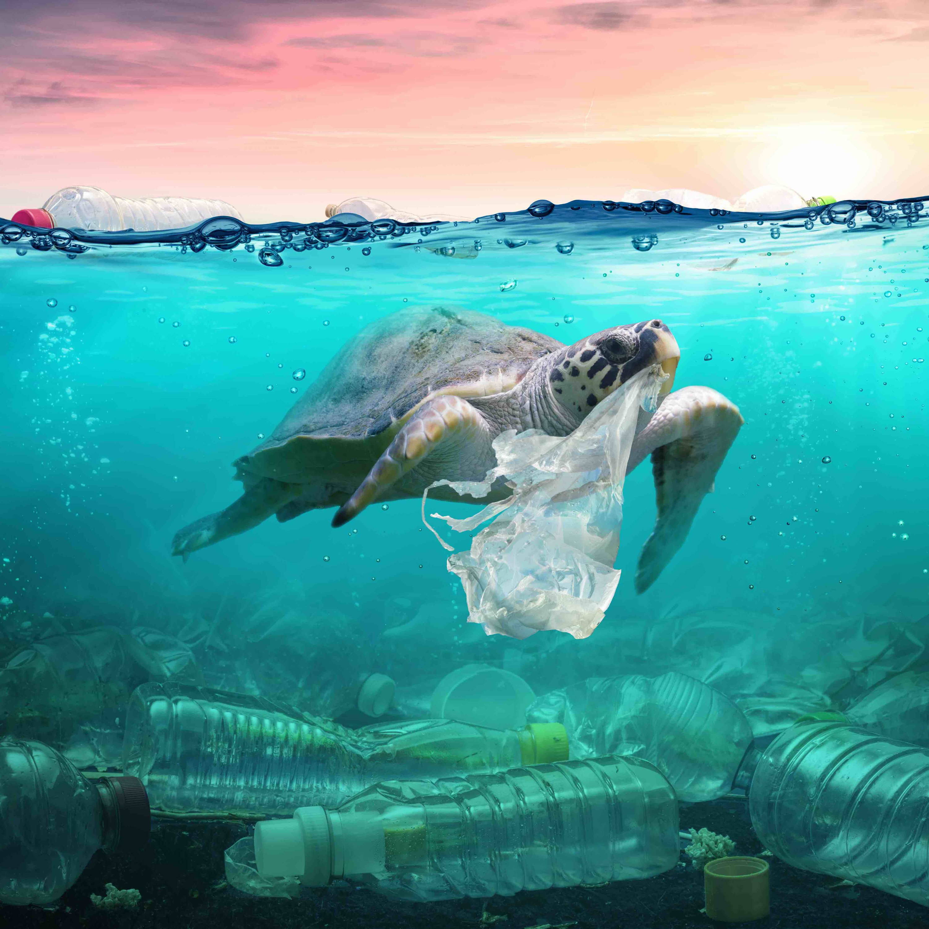 Turtle in ocean with plastic bag