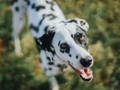Dalmatien
