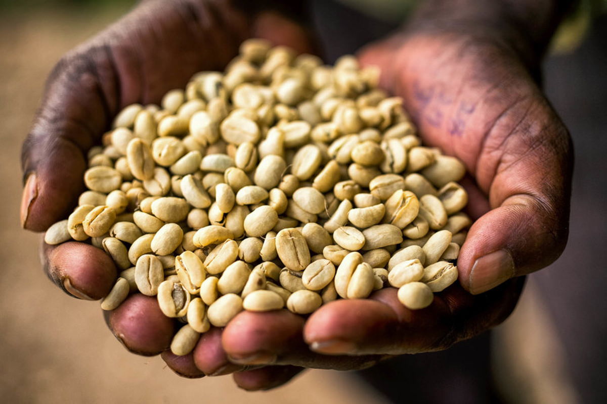 Ethiopian coffee cherries