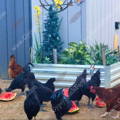 ayam-cemani-chickens-gypsy-shoals-farm