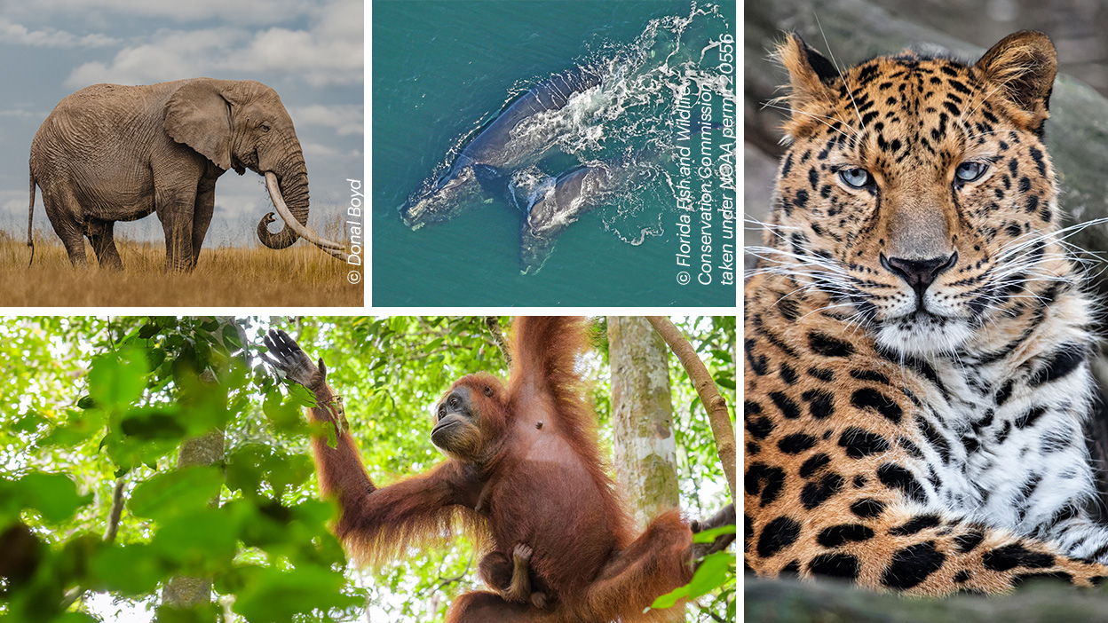 Race to Rescue Animals: DOUBLE your impact